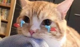 娱乐吃瓜君和折耳猫后续,一场跨界奇遇记